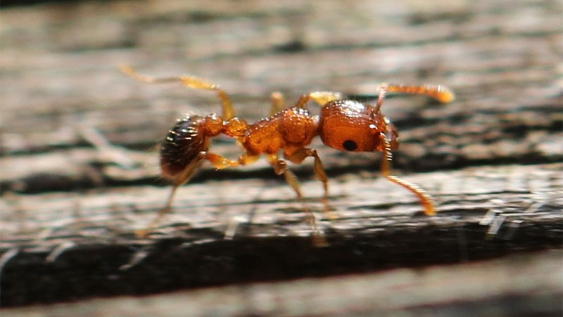 bicolored pennant ant