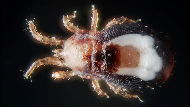 bird mite close up