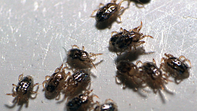 bird mites in house