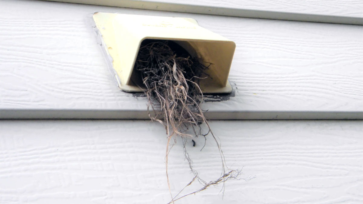 bird nest in vent