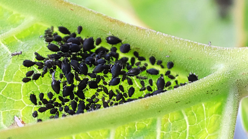 black aphids