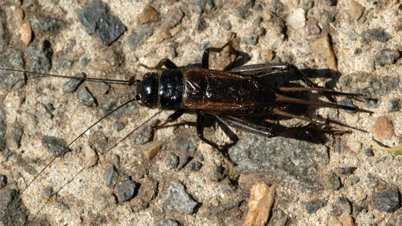 black field cricket