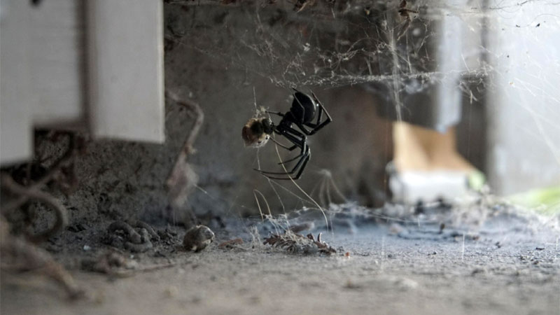 black widow spider eating