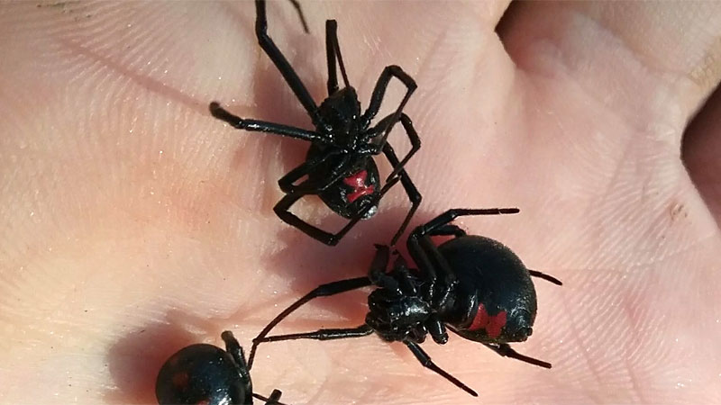 black widow spiders in hand