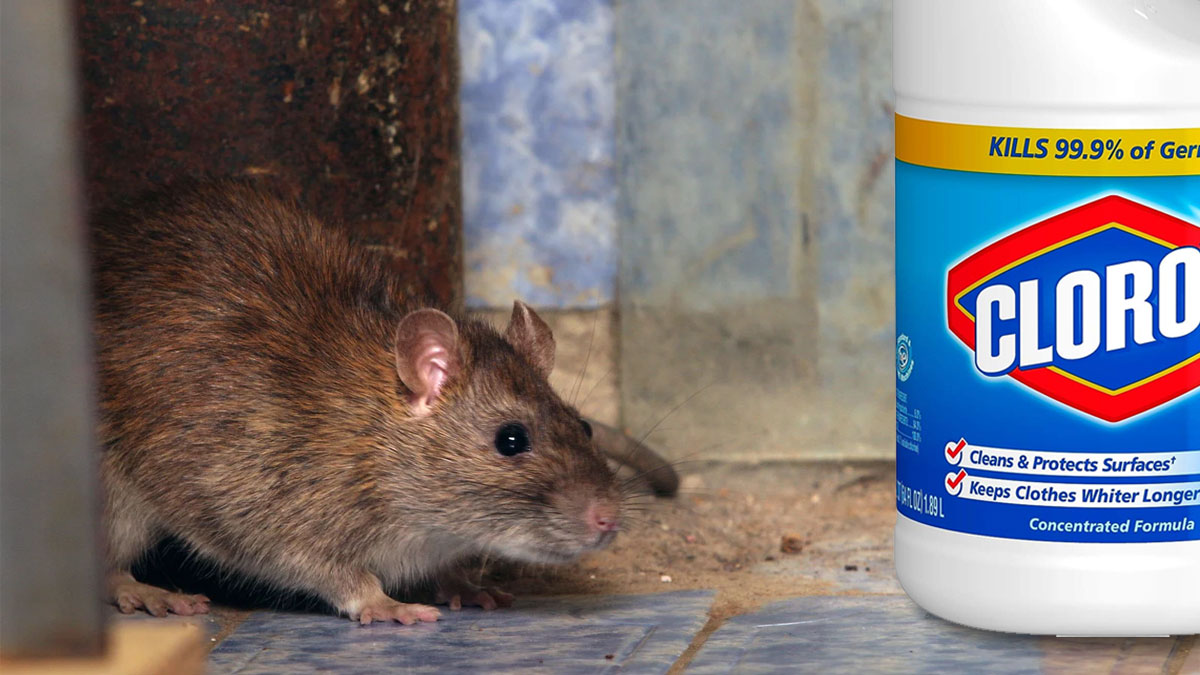 bleach keep rats away