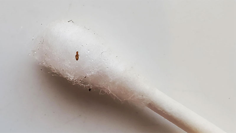 booklice on q tip