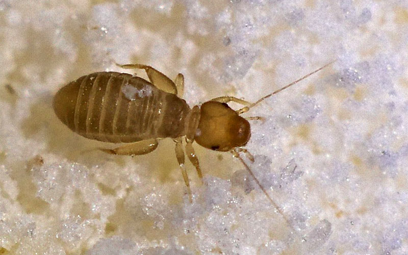 13 Bugs That Look Like Bed Bugs (How to Identify Them)