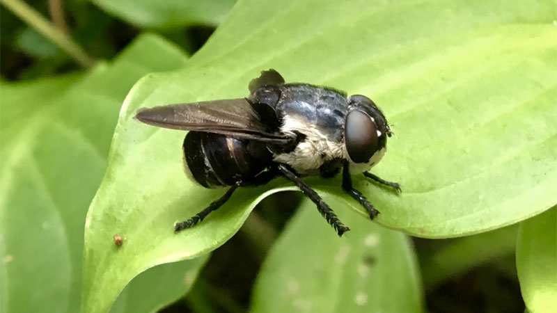 botfly