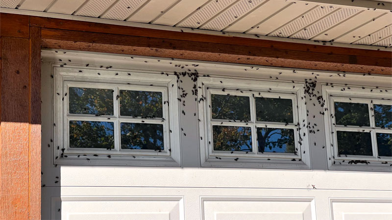 boxelder bug infestation