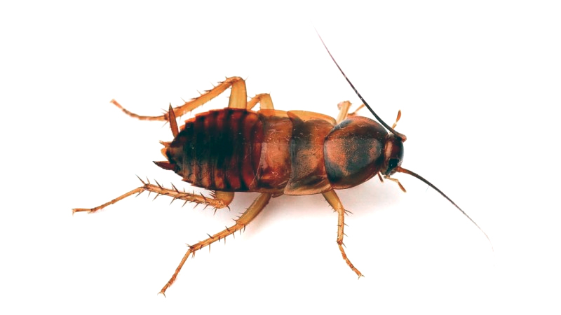 brown banded cockroach 1