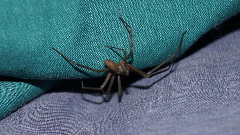 brown recluse spider