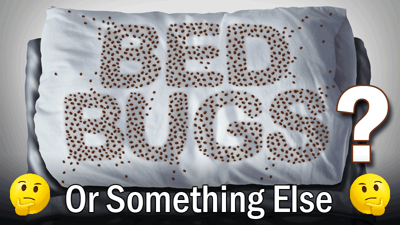 bugs that look like bed bugs