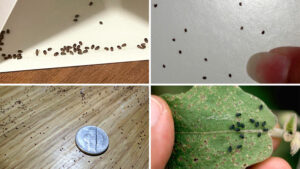 bugs that look like black sesame seeds