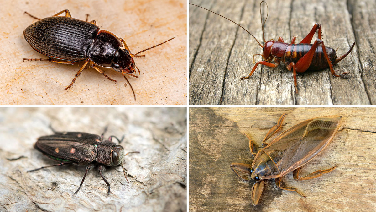 bugs look like cockroaches
