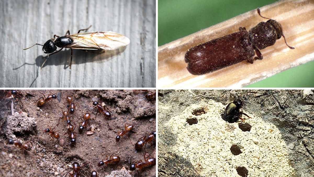 bugs look like termites