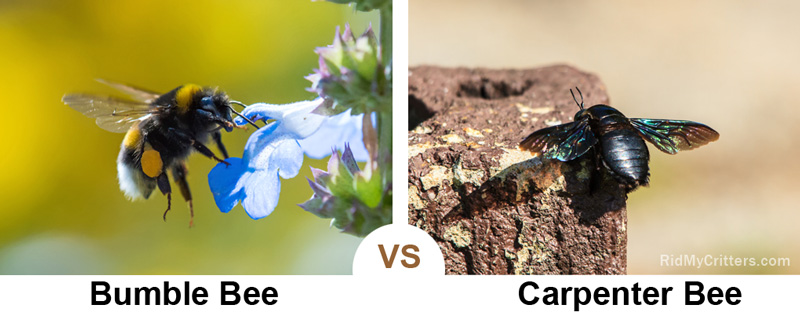 bumble bee vs carpenter bee