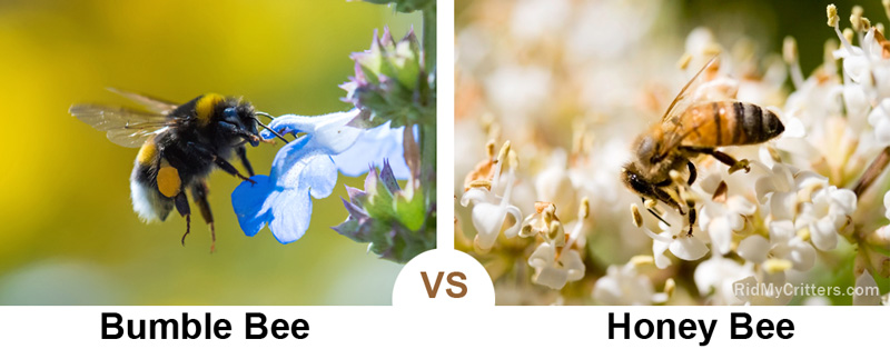 bumble bee vs honey bee
