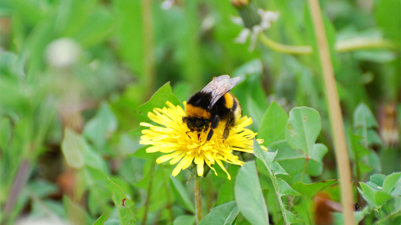 bumble bees around house