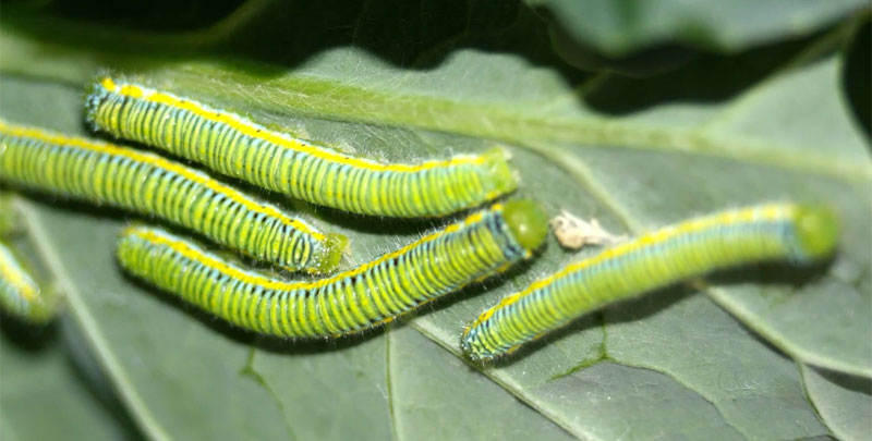 cabbage moth larvae