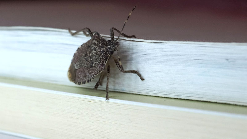 can stink bugs fly?
