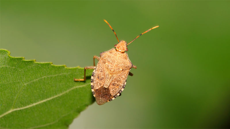 can stink bugs jump