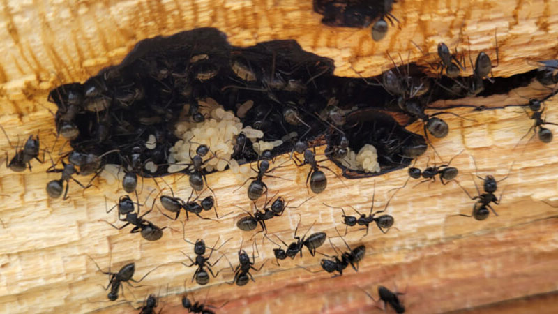 carpenter ant colony