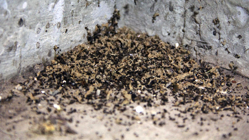 carpenter ant poop