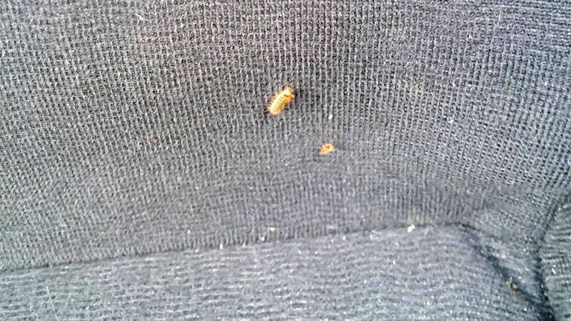 carpet beetle on car seat