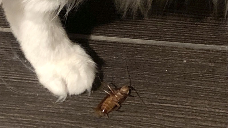 cat and cockroach