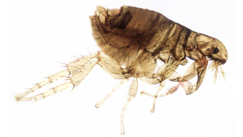 cat flea