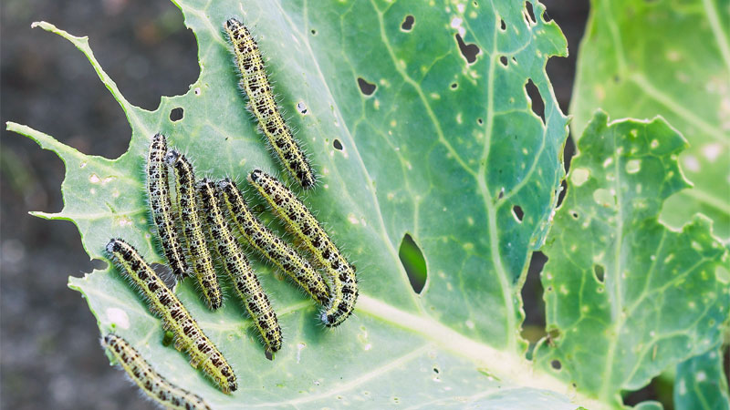 caterpillar eating