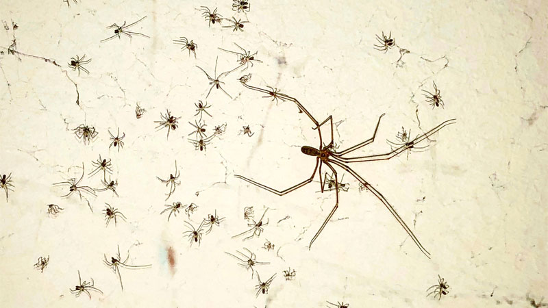 cellar spider babies