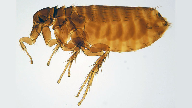 chicken flea