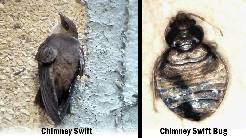 chimney swift bug