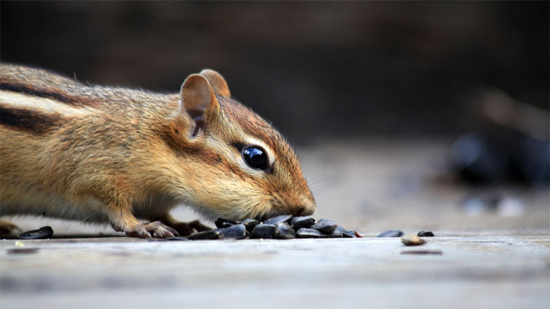 chipmunk poison