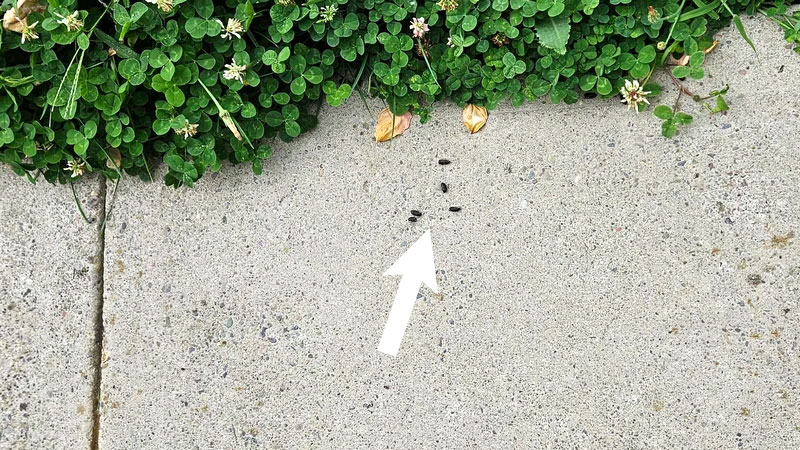 chipmunk scat