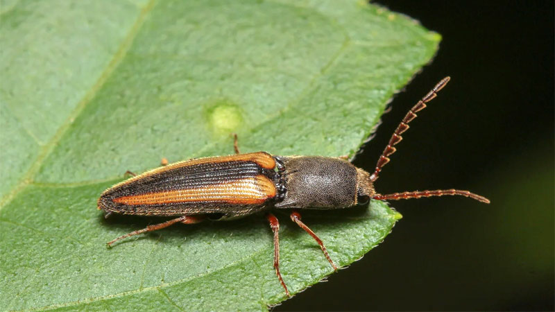 click beetle outside