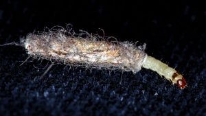 How to Get Rid of Bed Worms (Quickly and Naturally)