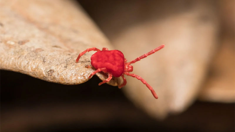 clover mite in garden