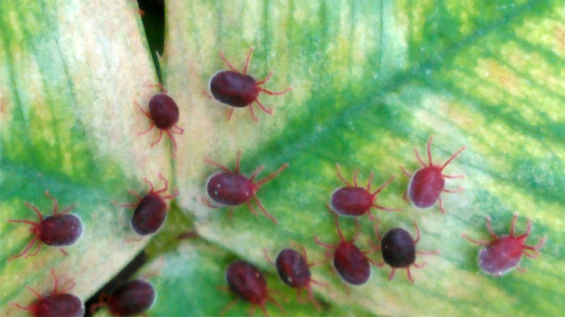 clover mites on plant