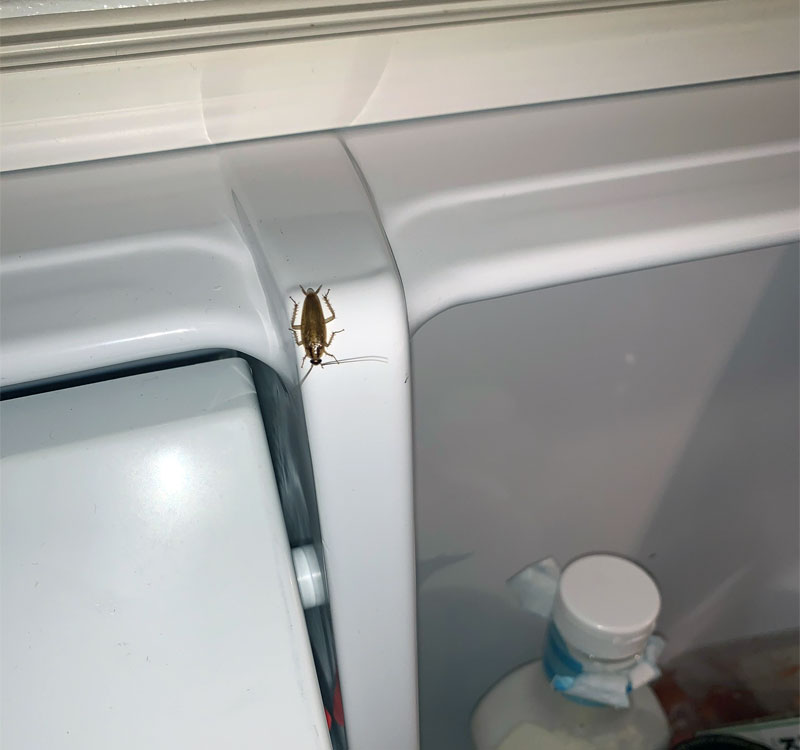 cockroach in refrigerator