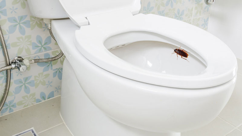 cockroach in toilet