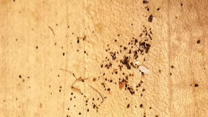cockroach poop