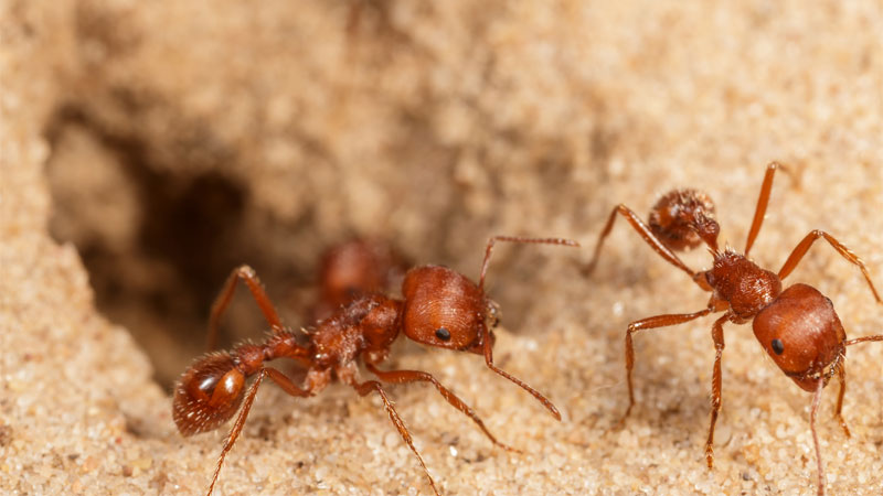 comanche harvester ant