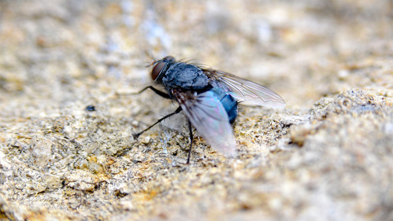 common house fly