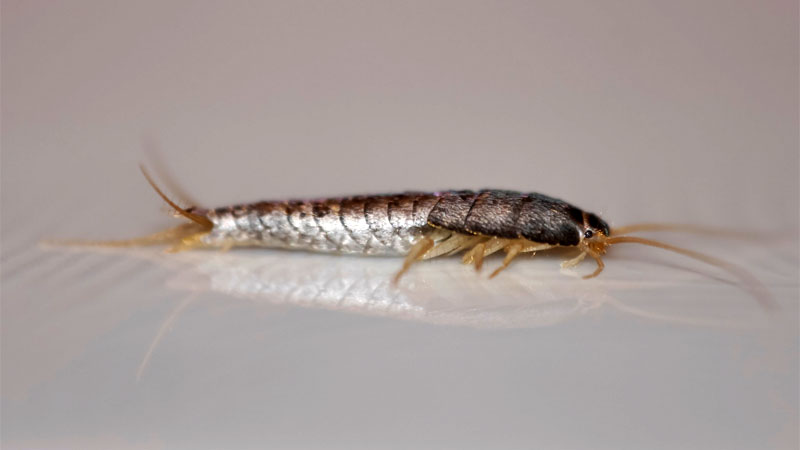 common silverfish