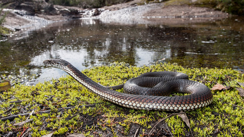 copperhead near water