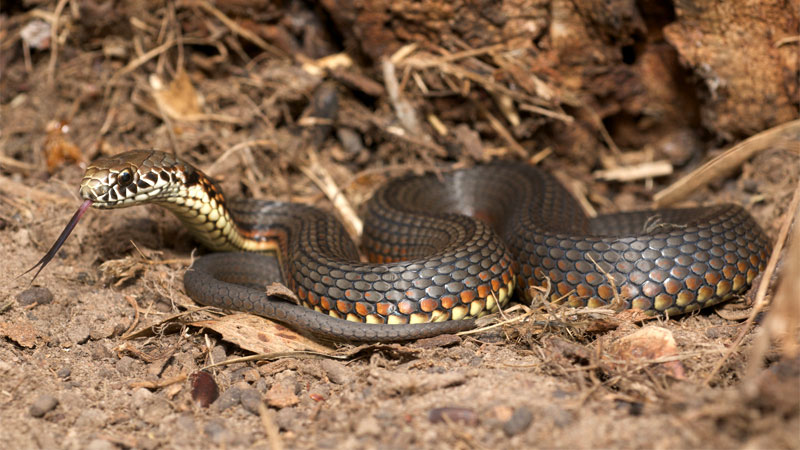 copperhead snake