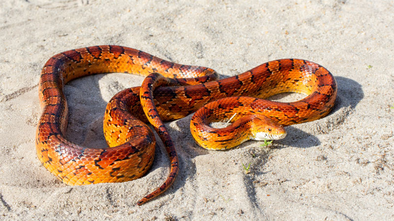 corn snake