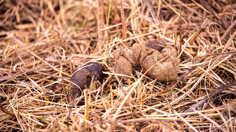 coyote droppings